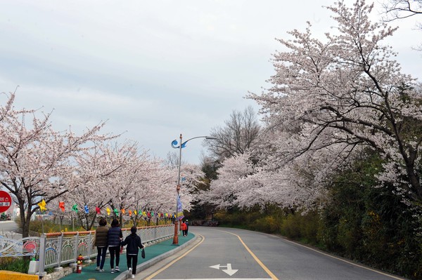 매년 4월 개최하는 목포 유달산 봄꽃 축제를 지난해에 이어 올해도 취소했다.