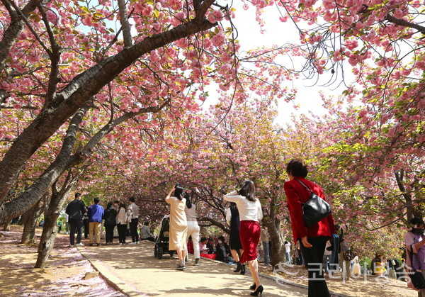 겹벚꽃 성지 경주불국공원